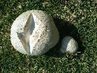 Calvatia booniana image