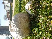 Calvatia booniana image