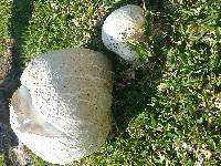 Calvatia booniana image