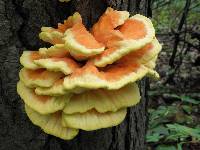 Laetiporus sulphureus image