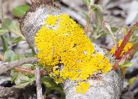 Xanthoria parietina var. parietina image