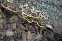 Trametes versicolor image