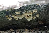 Trametes versicolor image