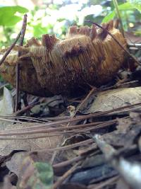 Boletus chrysenteron image