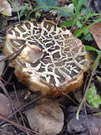 Boletus chrysenteron image