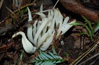 Clavaria fragilis image