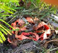 Clathrus ruber image