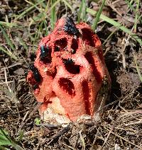 Clathrus ruber image