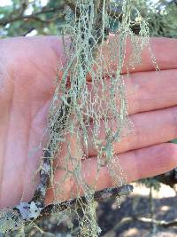 Ramalina menziesii image