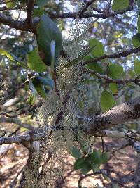 Ramalina menziesii image