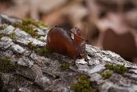 Auricularia auricula-judae image