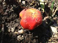 Amanita muscaria subsp. flavivolvata image