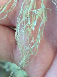 Ramalina menziesii image