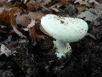 Amanita phalloides image