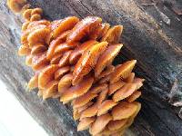 Flammulina velutipes image