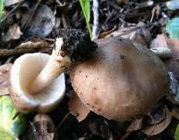 Pluteus cervinus image