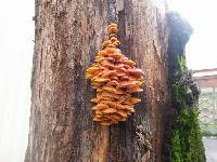 Flammulina velutipes image