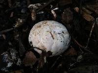 Clathrus ruber image