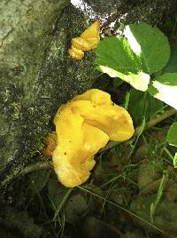 Tremella aurantia image