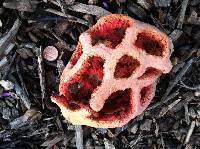 Clathrus ruber image