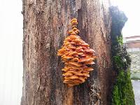 Flammulina velutipes image