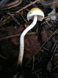 Image of Leratiomyces percevalii