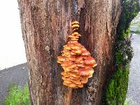 Flammulina velutipes image