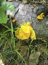 Tremella aurantia image