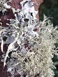 Ramalina farinacea image