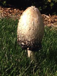 Coprinus comatus image