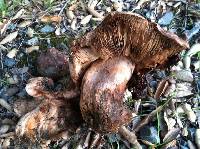 Image of Tricholoma dryophilum