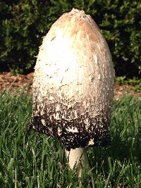 Coprinus comatus image