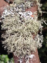 Ramalina farinacea image