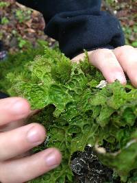 Lobaria pulmonaria image