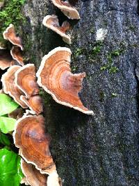 Trametes versicolor image