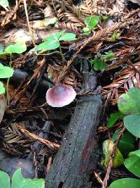 Mycena pura image