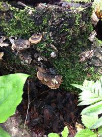 Trametes versicolor image