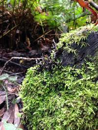 Xylaria hypoxylon image