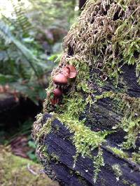 Mycena haematopus image