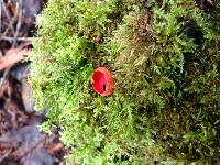 Sarcoscypha coccinea image