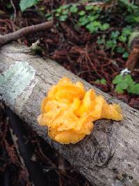 Tremella aurantia image