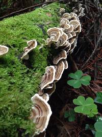 Trametes versicolor image