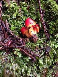 Hygrocybe coccinea image