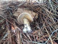 Leucopaxillus gentianeus image