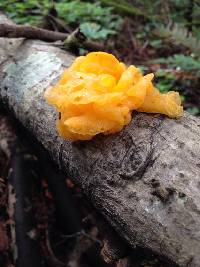 Tremella aurantia image