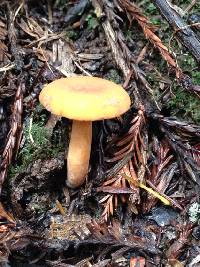 Lactarius rubidus image