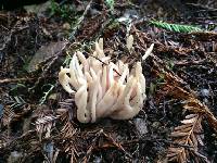 Clavaria fragilis image