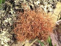 Usnea rubicunda image