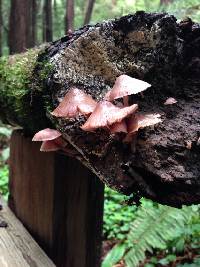 Mycena haematopus image