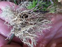 Ramalina farinacea image